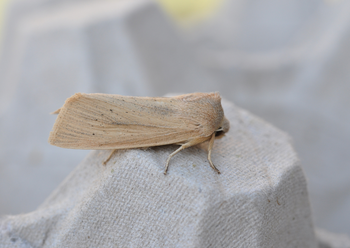 Takrorfly_Revtangen_20180905_beh150.jpg#asset:6116