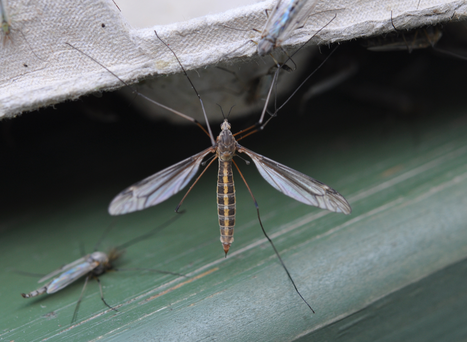 Tipula_lateralis_Revtangen_20180528_beh150.jpg#asset:5151